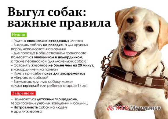 Правила выгула животных в Москве и Московской области Правила выгула животных в Москве и Московской области